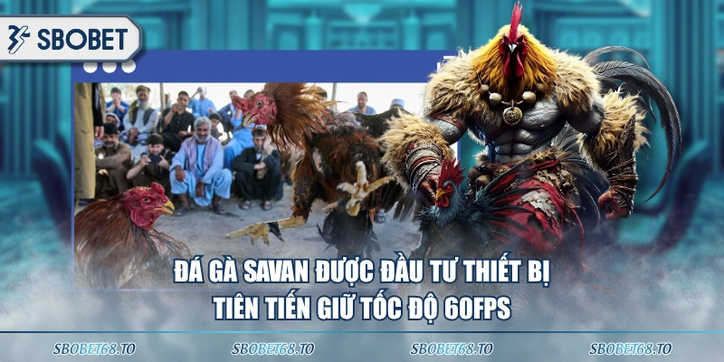 Đá gà Savan được đầu tư thiết bị tiên tiến giữ tốc độ 60fps