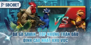 Đá Gà Savan - TOP Những Trận Đấu Đỉnh Cao Nhất Khu Vực
