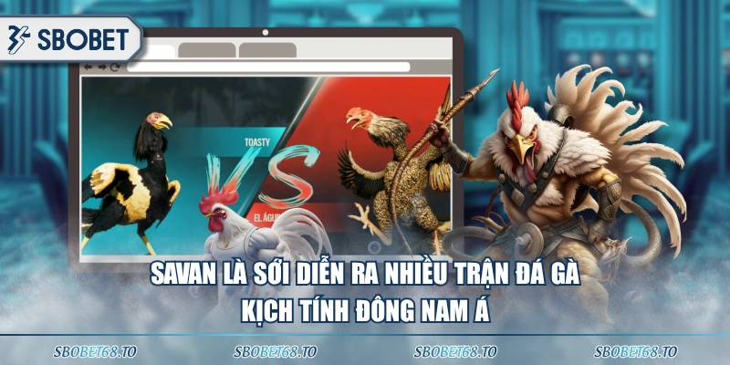 Savan là sới diễn ra nhiều trận đá gà kịch tính Đông Nam Á
