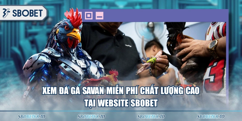 Xem đá gà Savan miễn phí chất lượng cao tại website SBOBET
